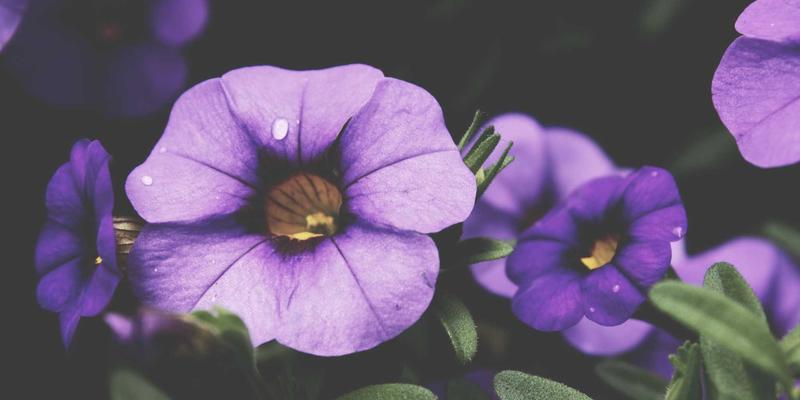 南京太平南路17号邻里关系研究：高密度老社区的社会网络与便民生活服务